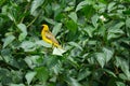 Mask weaver perched in the bush