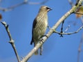 Cedar Waxwing Royalty Free Stock Photo