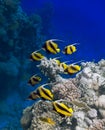 Masked bannerfishes Heniochus monoceros swim among the corals of the Red Sea Royalty Free Stock Photo