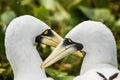 Masked Booby Couple 1-3