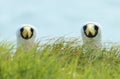 Masked Booby on Norfolk Island Australia