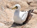 Masked Booby sitting on rock