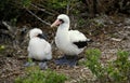 Masked Booby, sula dactylatra, Adult with Chick, Galapagos Islands