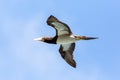 Masked booby Sula dactylatra flying over the Atlantic ocean near Tobago Island in caribean sea, beautiful marine bird Royalty Free Stock Photo