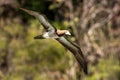 Masked booby Sula dactylatra flying over the Atlantic ocean near Tobago Island in caribean sea, beautiful marine bird Royalty Free Stock Photo