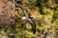 Masked booby Sula dactylatra flying over the Atlantic ocean near Tobago Island in caribean sea, beautiful marine bird Royalty Free Stock Photo