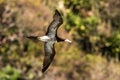 Masked booby Sula dactylatra flying over the Atlantic ocean near Tobago Island in caribean sea, beautiful marine bird Royalty Free Stock Photo