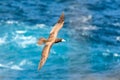 Masked booby Sula dactylatra flying over the Atlantic ocean near Tobago Island in caribean sea, beautiful marine bird Royalty Free Stock Photo