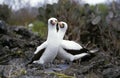 Masked Booby, sula dactylatra, Pair, Galapagos Island