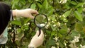 Masked botanist studying at mandarin tree