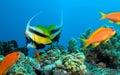 Masked Butterfly Fish