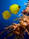 Masked Butterfly Fish Royalty Free Stock Photo