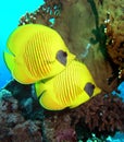 Masked Butterfly Fish