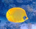 Masked butterfly fish