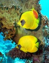 Masked Butterfly Fish