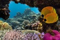 Masked Butterfly Fish and coral reef Royalty Free Stock Photo