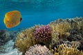 Masked Butterfly Fish and coral reef Royalty Free Stock Photo