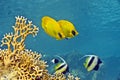 Masked Butterfly Fish and Red sea bannerfishes