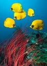 Masked Butterfly Fish