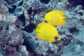 Masked butterflyfish