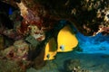 Masked Butterflyfish Royalty Free Stock Photo