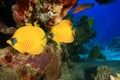Masked Butterflyfish Royalty Free Stock Photo