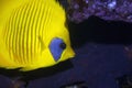 Masked butterflyfish Royalty Free Stock Photo