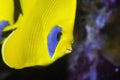 Masked butterflyfish Royalty Free Stock Photo