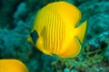 Masked butterflyfish Royalty Free Stock Photo