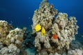 Masked butterflyfish (chaetodon larvatus) Royalty Free Stock Photo