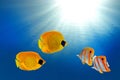 Masked butterflyfish and copperband butterflyfish Royalty Free Stock Photo