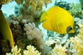 Masked butterflyfish duo (chaetodon semilarvatus)