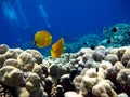 Butterfly fish Chaetodontidae. Masked butterfly fish.