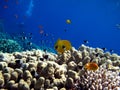 Butterfly fish Chaetodontidae. Masked butterfly fish.