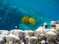 Butterfly fish Chaetodontidae. Masked butterfly fish.