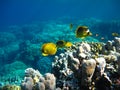 Butterfly fish Chaetodontidae. Masked butterfly fish.