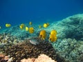 Butterfly fish Chaetodontidae. Masked butterfly fish.