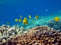 Butterfly fish Chaetodontidae. Masked butterfly fish.