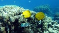 Masked butterflyfish. Fish - a type of bone fish Osteichthyes.