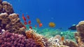 Masked butterflyfish. Fish - a type of bone fish Osteichthyes.