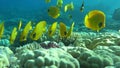 Masked butterflyfish. Fish - a type of bone fish Osteichthyes.