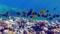 Masked butterflyfish. Fish - a type of bone fish Osteichthyes.