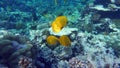 Masked butterflyfish. Fish - a type of bone fish Osteichthyes.