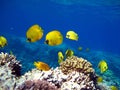 Masked butterflyfish. Fish - a type of bone fish Osteichthyes.