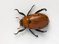 Masked Chafer Beetle Royalty Free Stock Photo