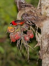 Masked Crimson Tanager