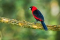 Masked Crimson Tanager