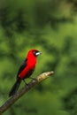 Masked Crimson Tanager