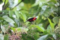 Masked crimson tanager in Ecuador, south America