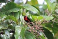 Masked crimson tanager in Ecuador, south America